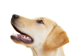 개의 림프절이 붓는다