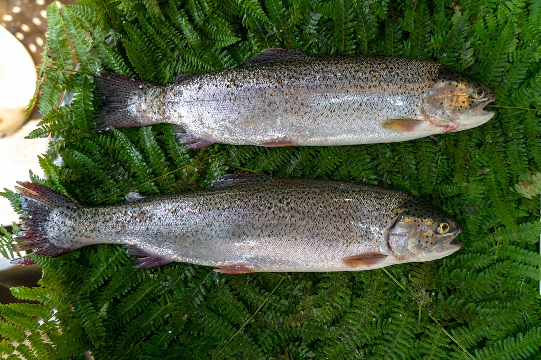 Trout