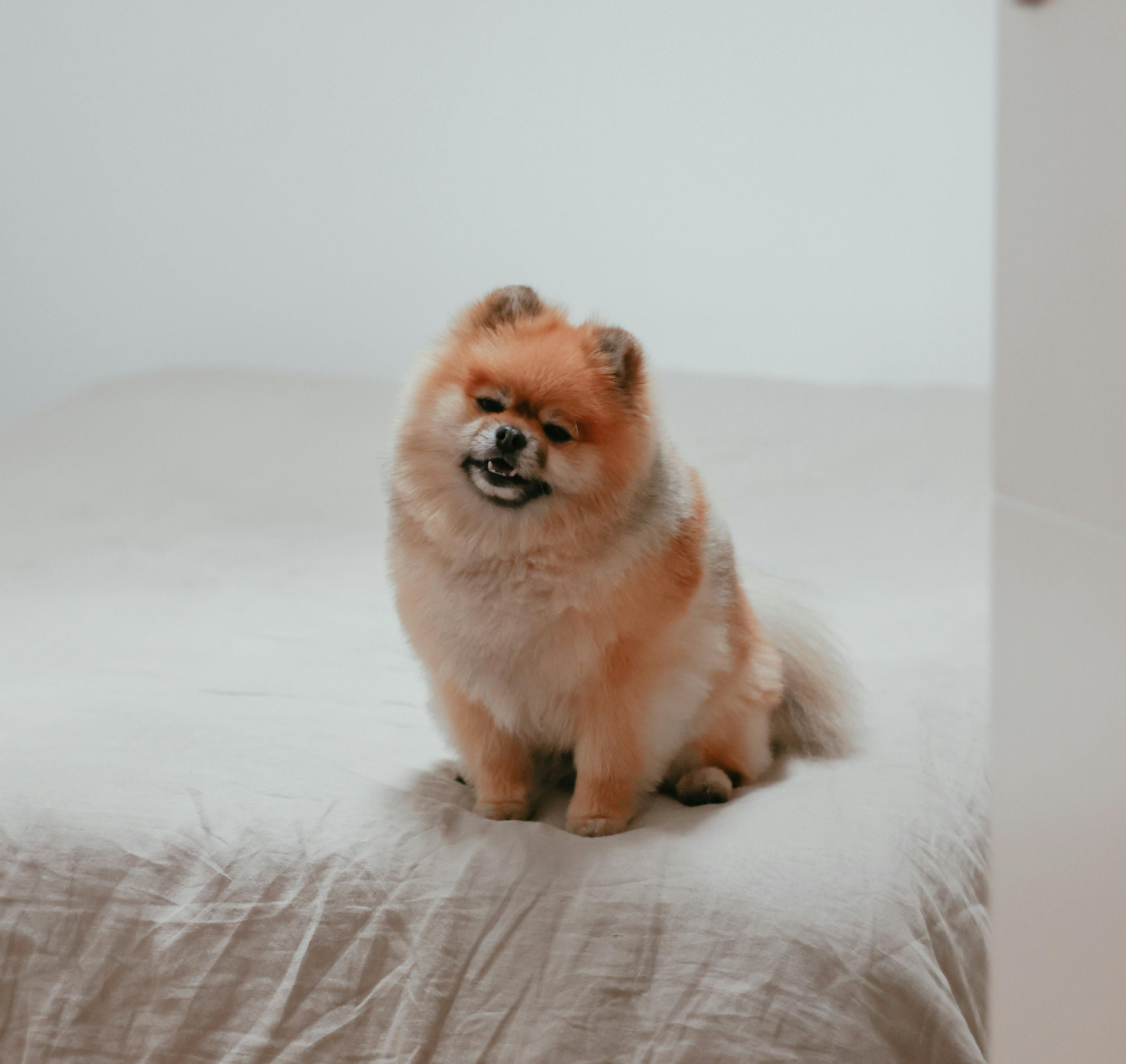 비만 반려동물 체중 관리 실패 원인과 체중 관리를 성공으로 이끄는 보호자 전략