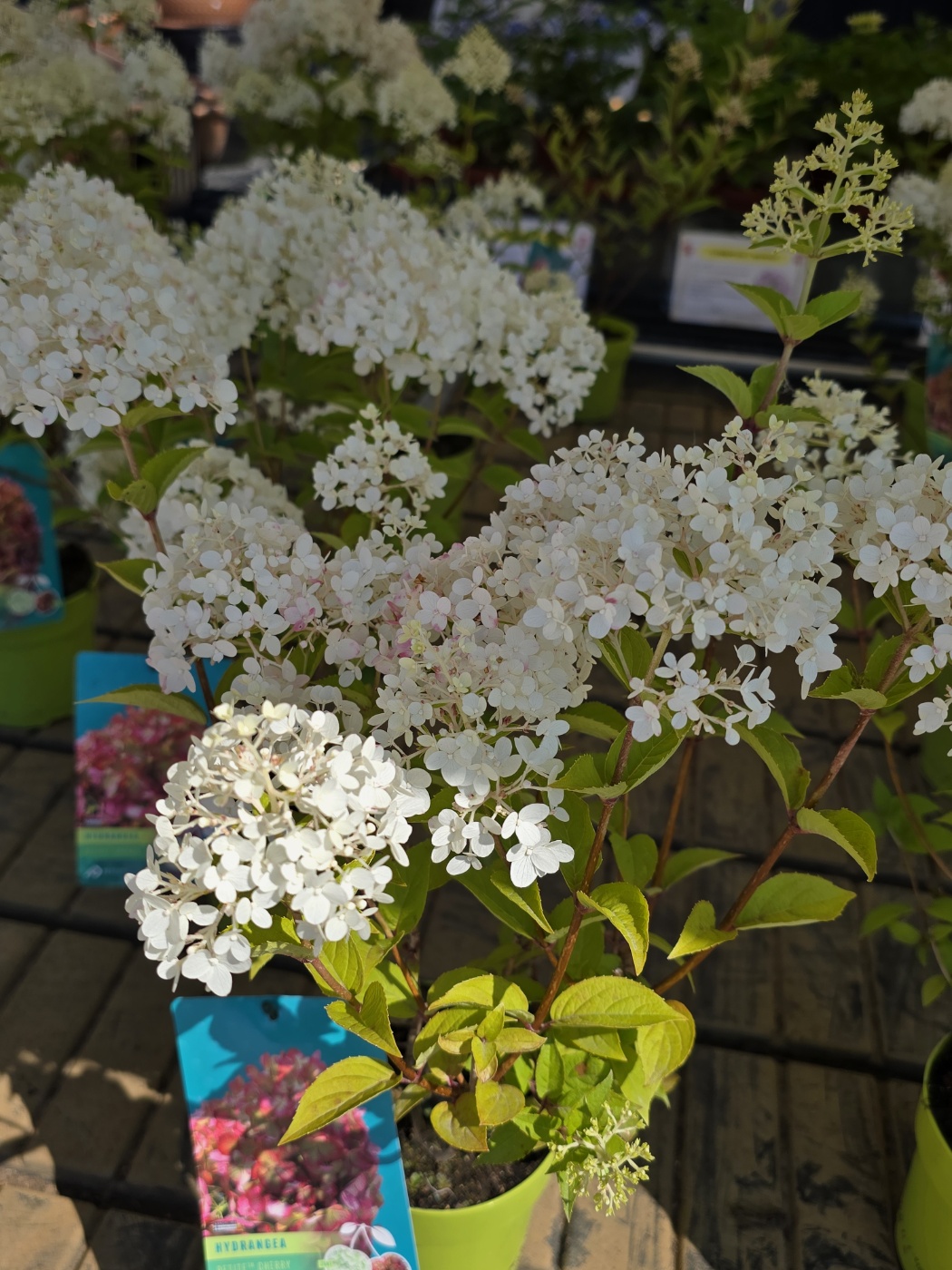 수국,장미,등등 예쁜꽃종류도 많아요