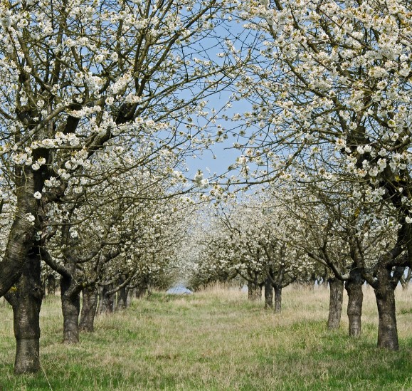 봄 꽃 축제 알레르기 유발 꽃가루