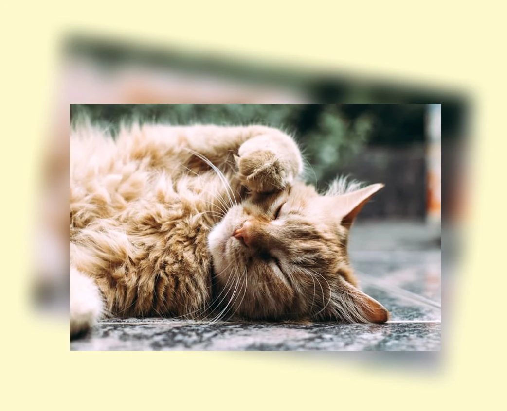 고양이 가구 배치_1_subsection