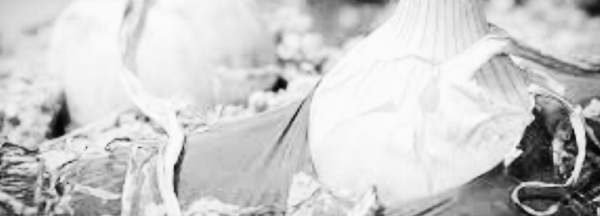 양파 수확방법: 수확 시 유의사항