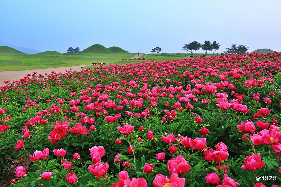 작약꽃 뒤덮힌 조문국사적지