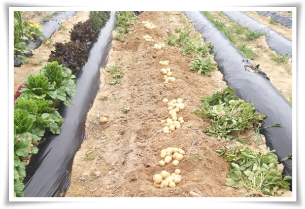 텃밭관리 "2월~3월 감자 심기" 슬기로운 전원생활 완벽 가이드!