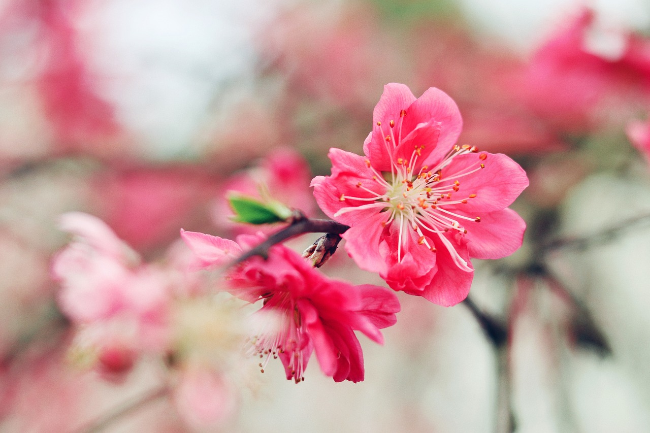 2025년 전국 매화축제 일정 총정리(양평매화마을 광양 양산원동 구례 부산대저)