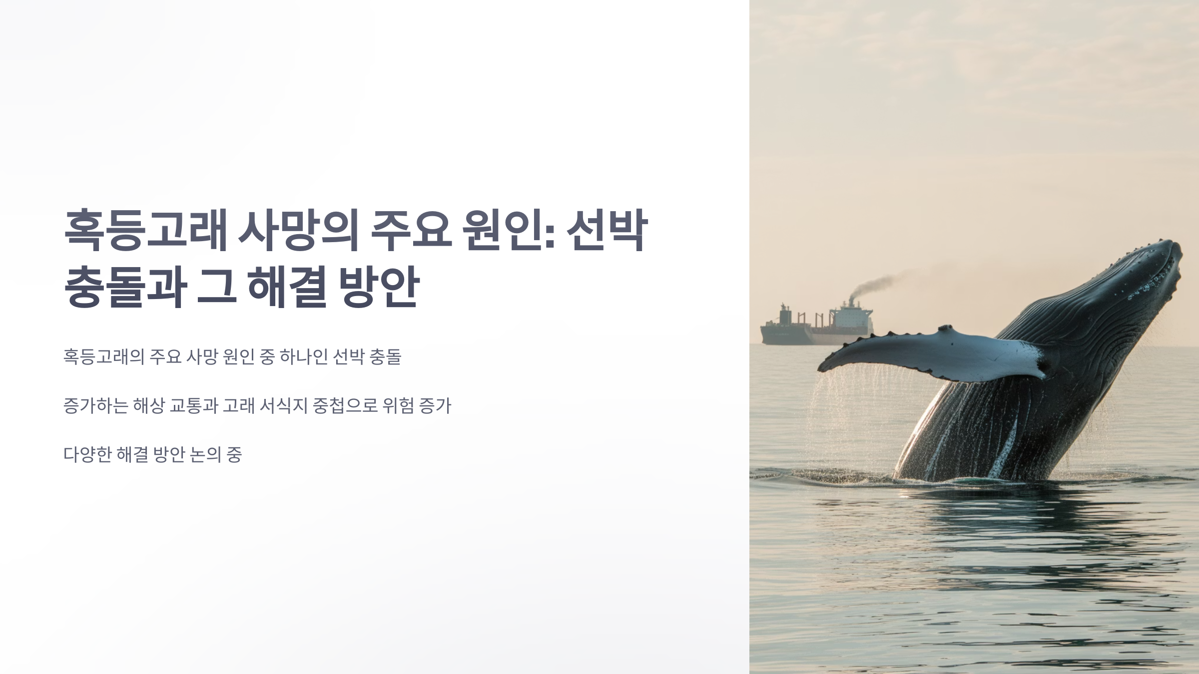 참조-충돌,-혹등고래가-숨지는-주요원인-1