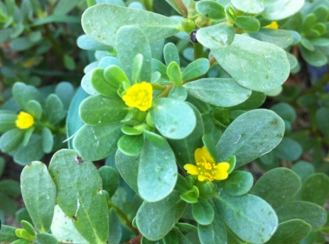 가을에 피는 꽃 쇠비름