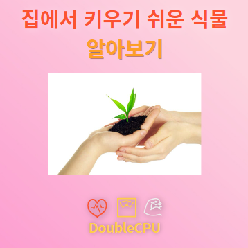 집에서 키우기 쉬운 식물 탐구