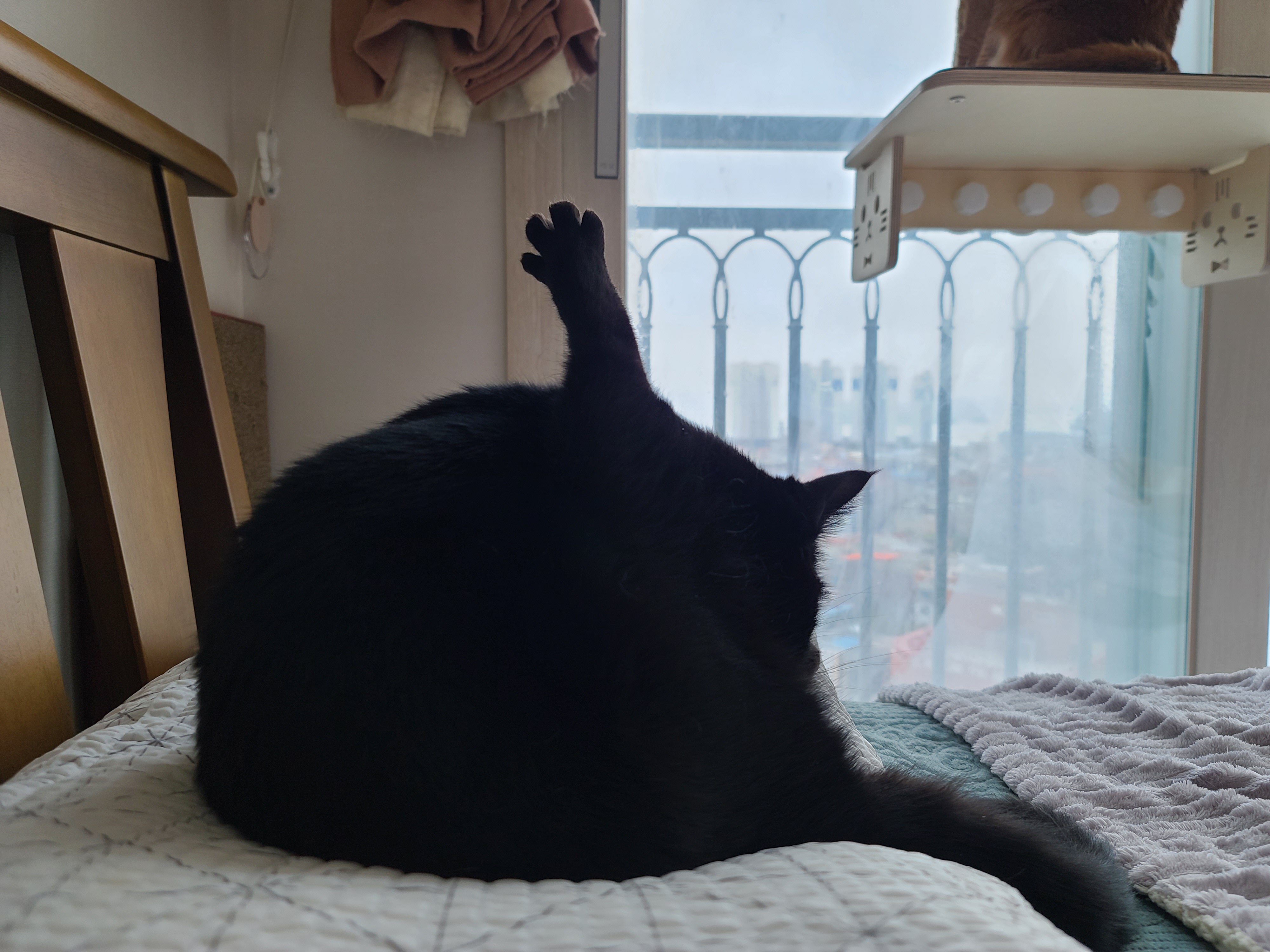 그루밍을 열심히 한 고양이를 쓰다듬으면? (feat. 그루밍에 집중한 고양이 발가락)