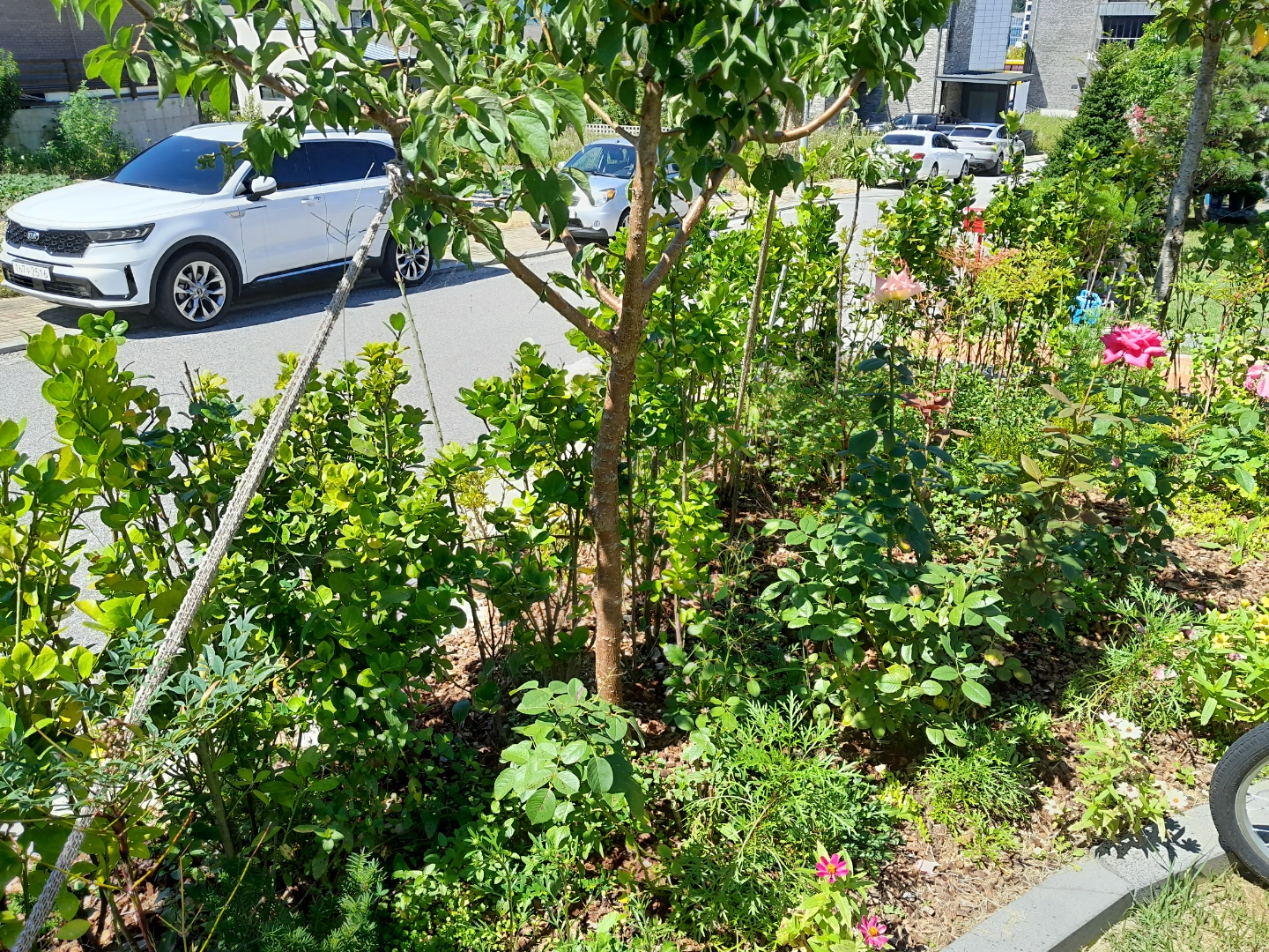 전원주택 나무식재