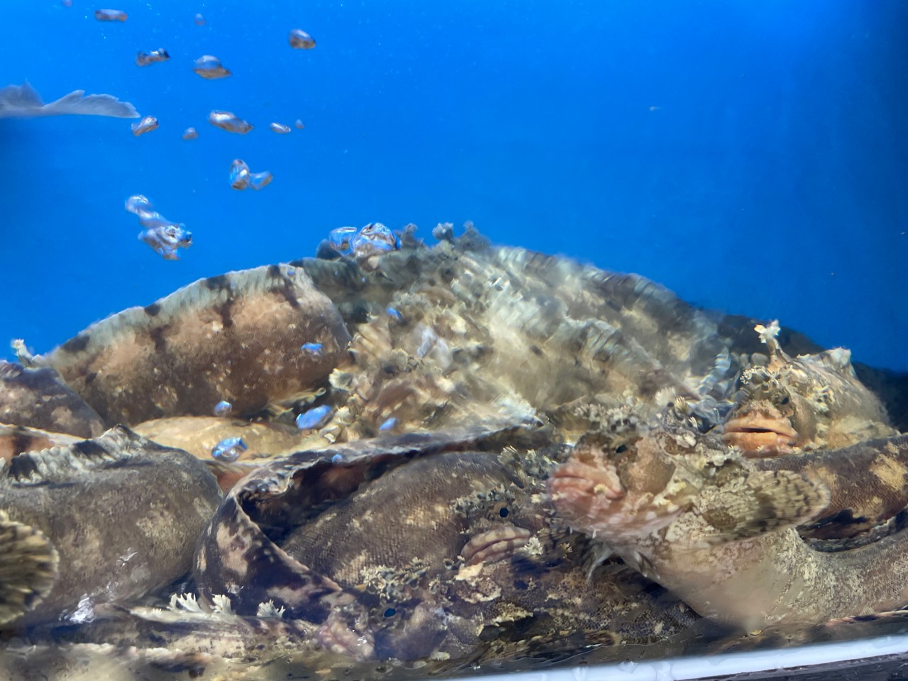 6시 내고향 청어요리 맛집