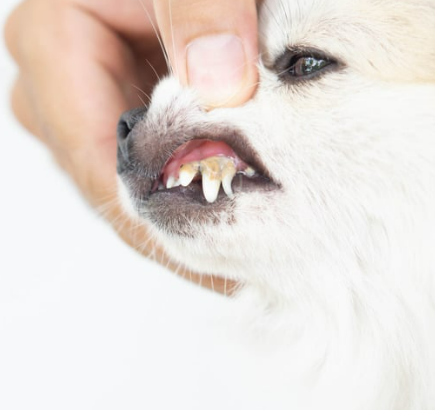 강아지 잇몸 염증, 왜 생기고 어떻게 관리해야 할까?