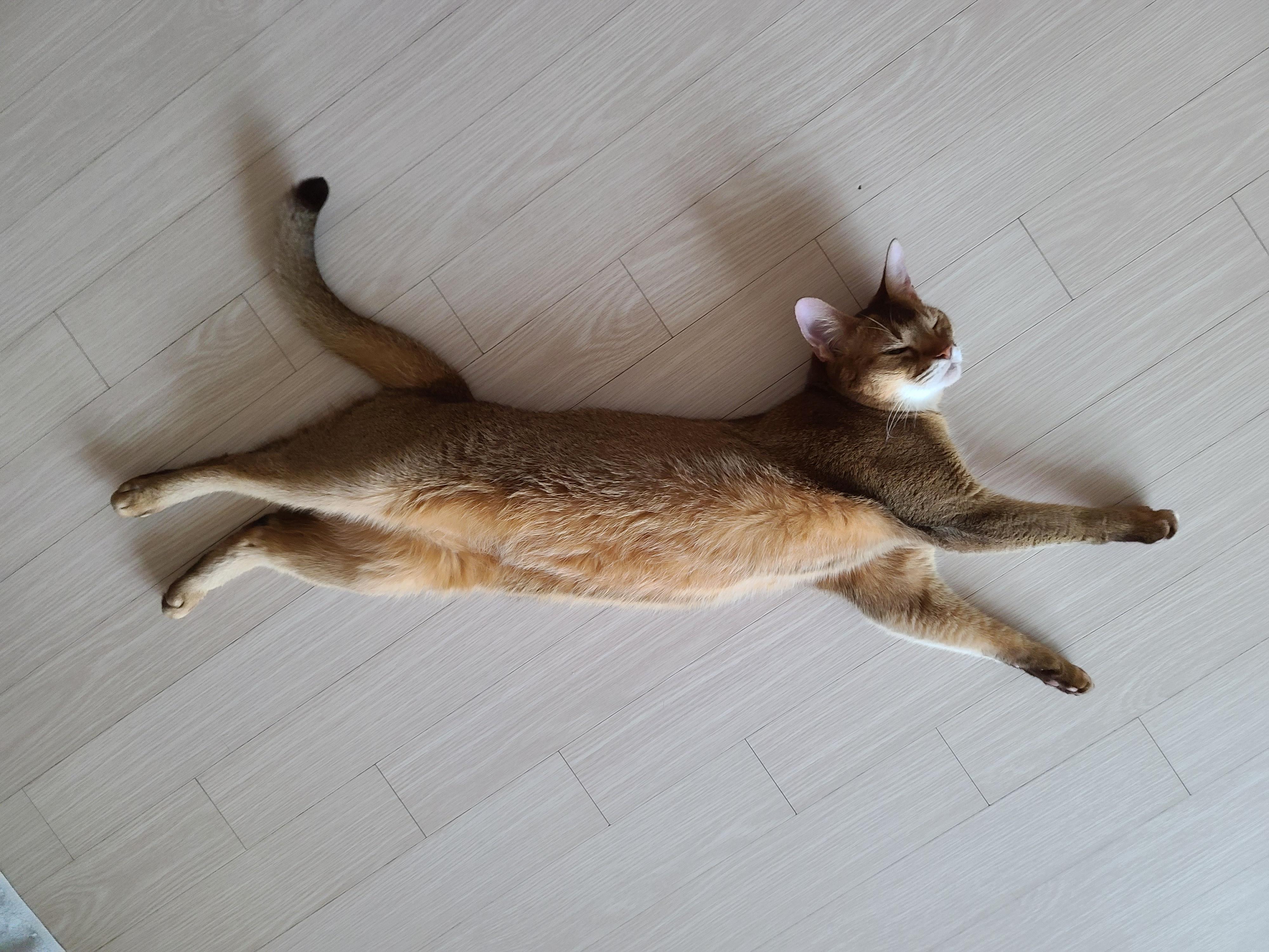 우리집 고양이들 발톱깎을때. 고양이 발톱깎기. 레벨1 vs 보스급. 중간이 없어..