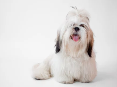 시츄/출처:어도비스톡