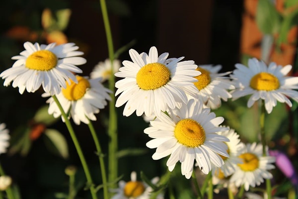 캐모마일차 효능