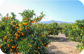 휴애리 프로그램 감귤따기 이미지 출처: 휴애리 홈페이지