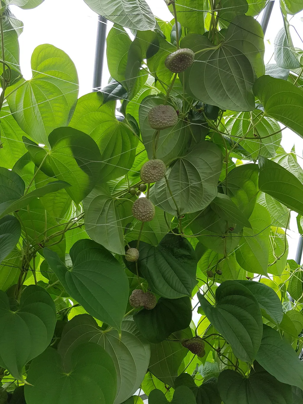 마 재배 지지대 설치 덩이 비대 관리 수확 요령_6