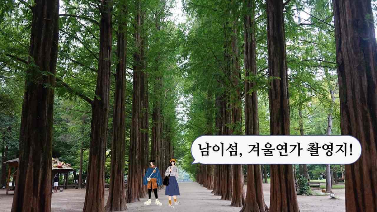 남이섬-메타세콰이어길