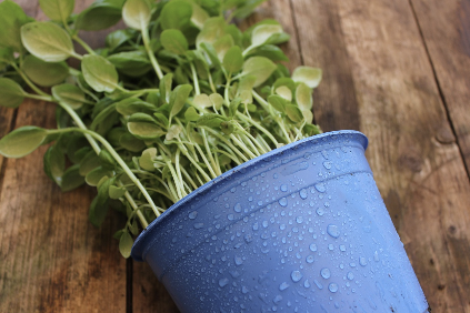 화분 크기, 아무거나 고르면 안 되는 이유 🌱