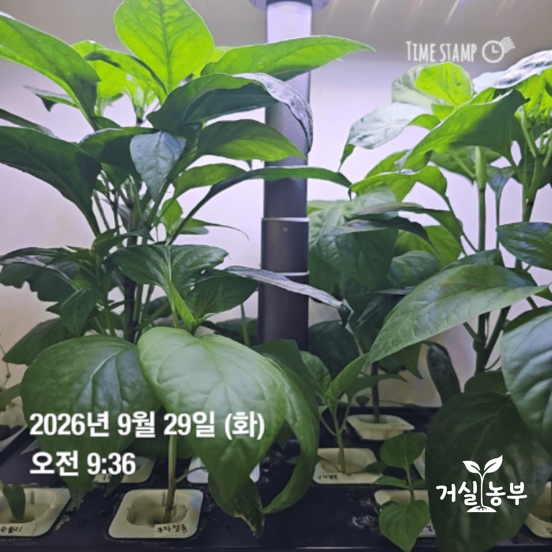 9월 29일 잎이 무성하게 자란 수경재배 고추 여러 포기