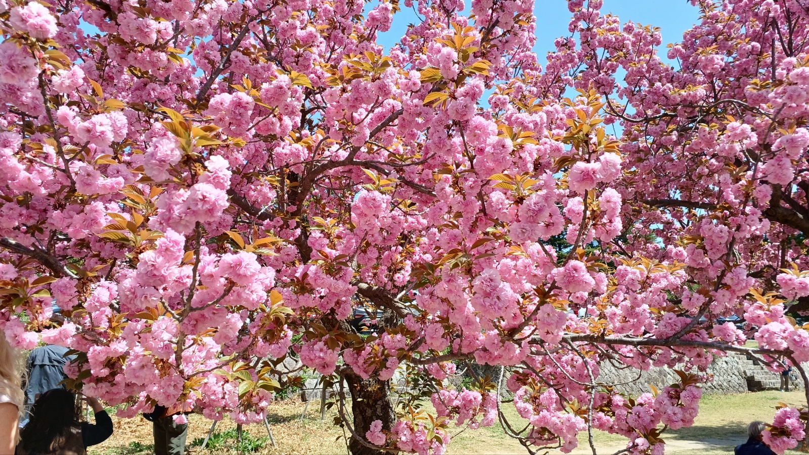 불국사 겹벚꽃13