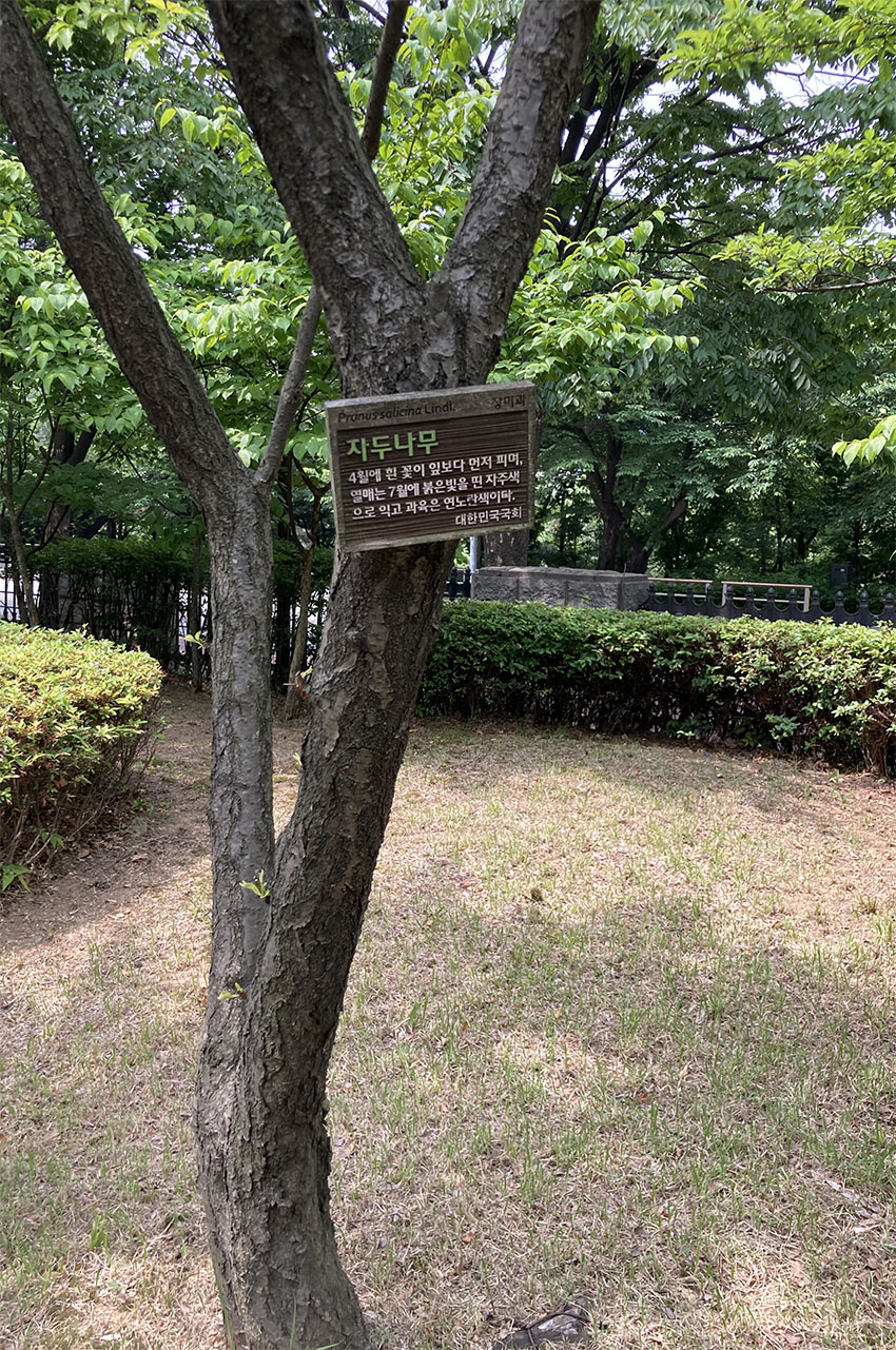 자두나무