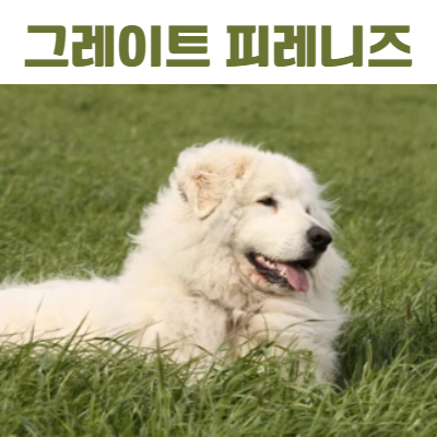그레이트 피레니즈 사진