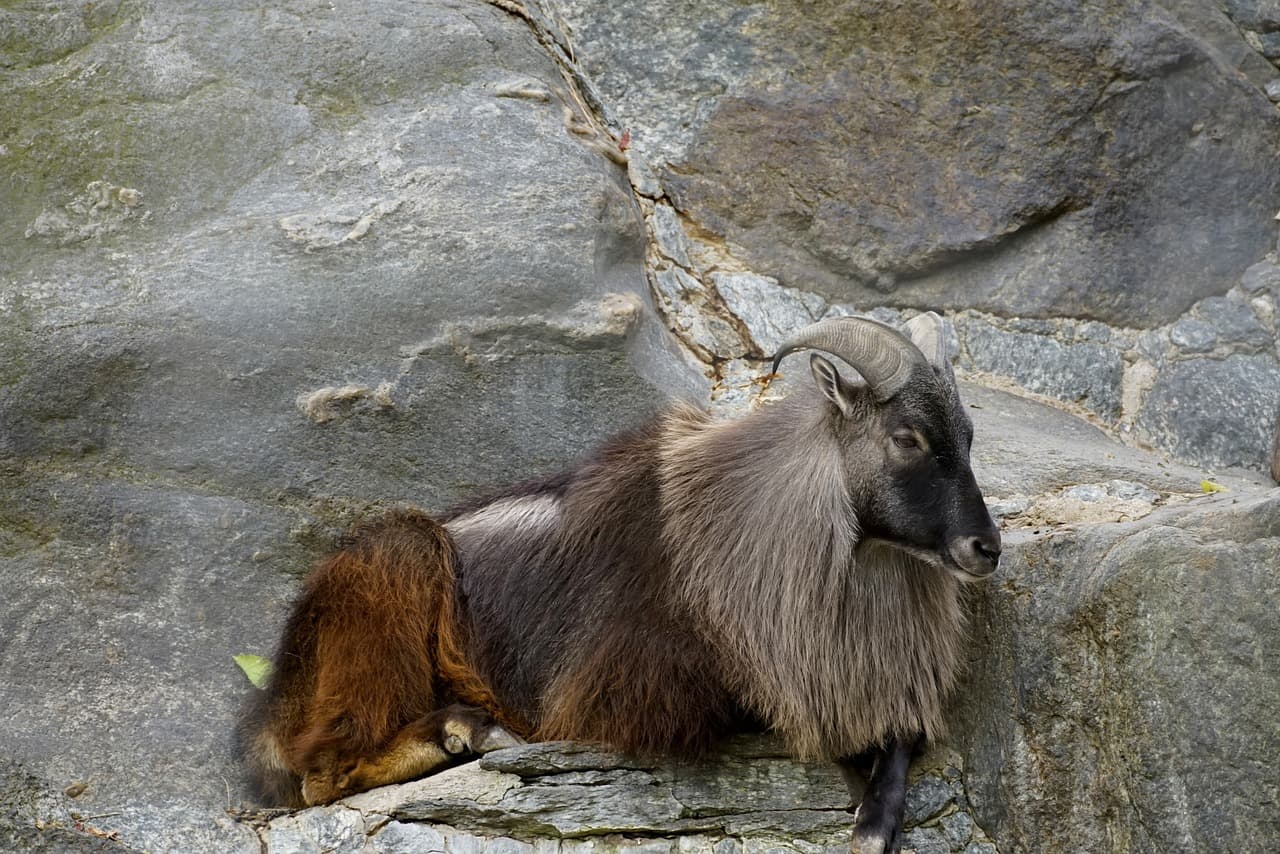 히말라야 타르(Himalayan Tahr): 산악지대의 생존자
