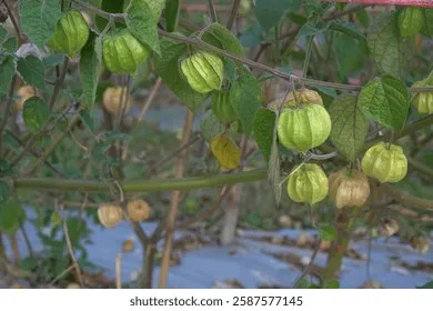 구스베리 재배 가시 관리 통풍 확보 열매 보호_4