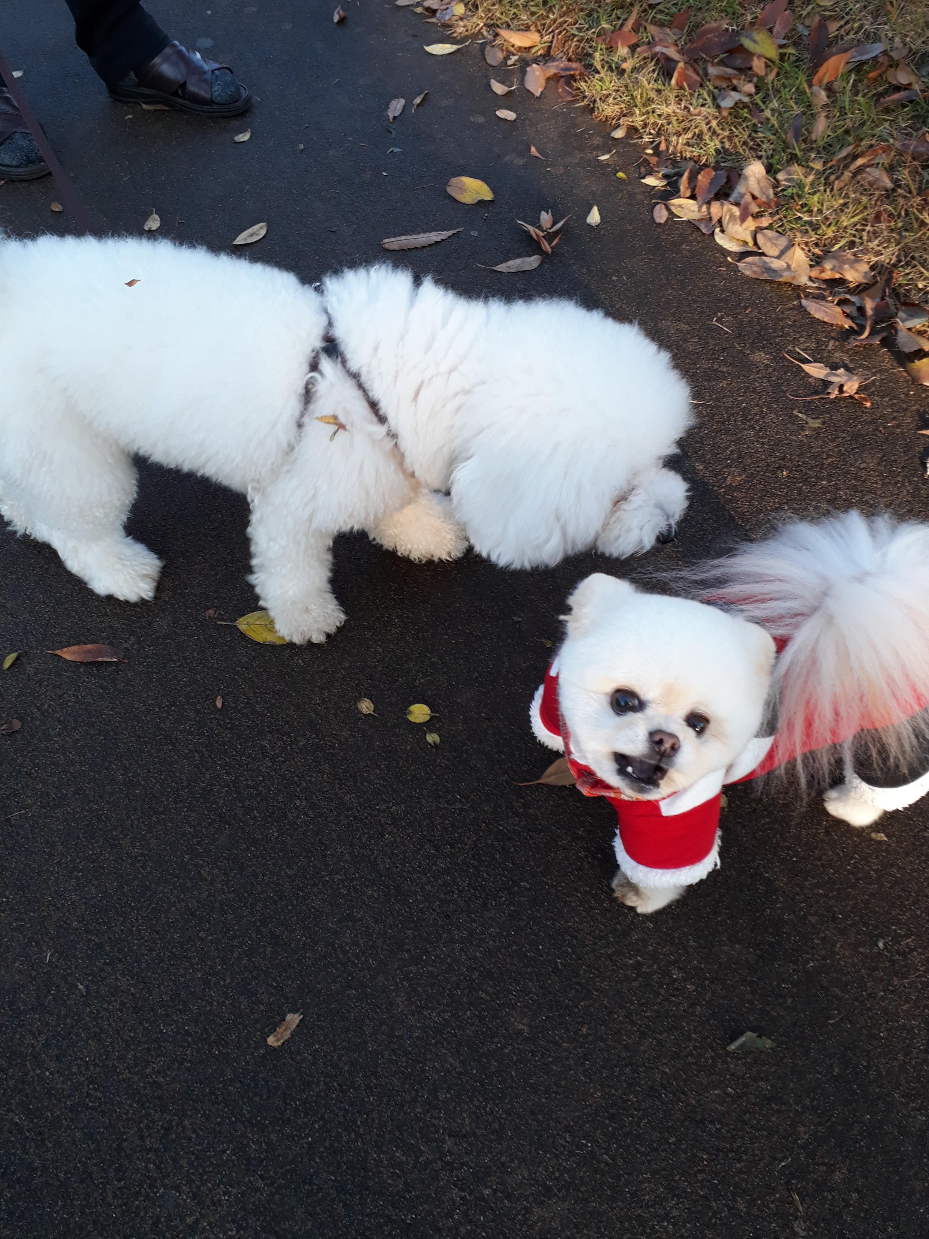 강아지 훈련 시키는 방법 : 사회성 훈련방법&amp;#44; 간식