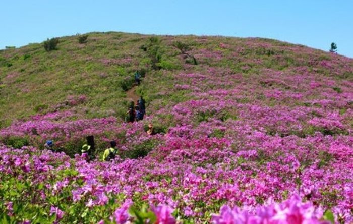 일림산 철쭉군락지 전경