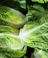 배추 효능 부작용 칼로리