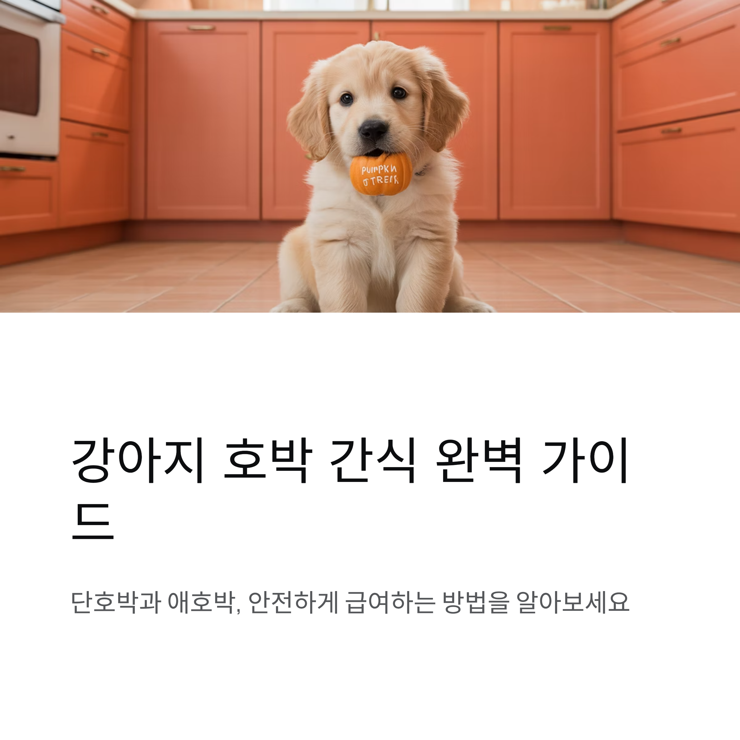 강아지 단호박 간식과 애호박 급여 시 주의사항