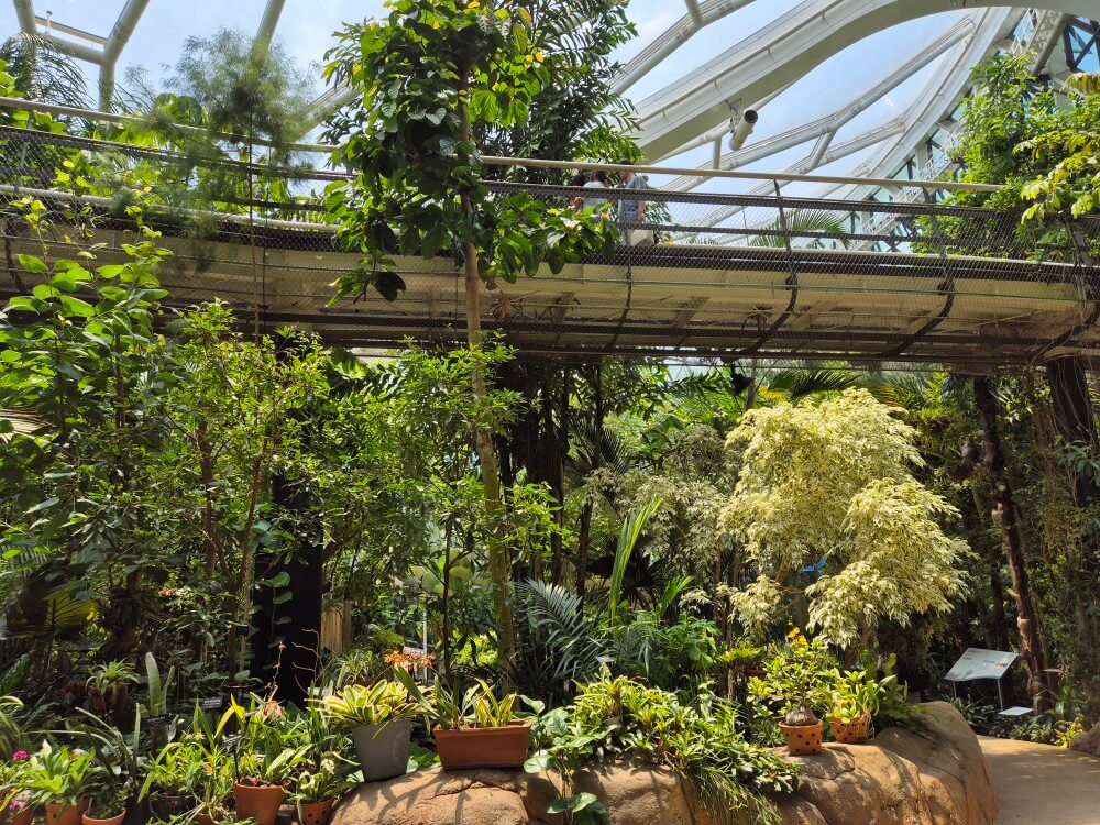 열대관 식물 사진 4