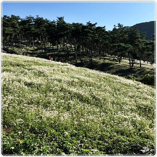 정읍구절초축제