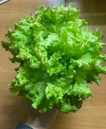 청상추 재배 모종 선택 잎 수확 습도 관리_3