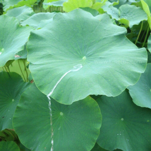 연못에서 자라고 있는 연잎