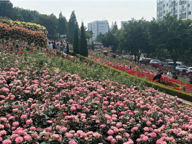 장미축제 전국 TOP5