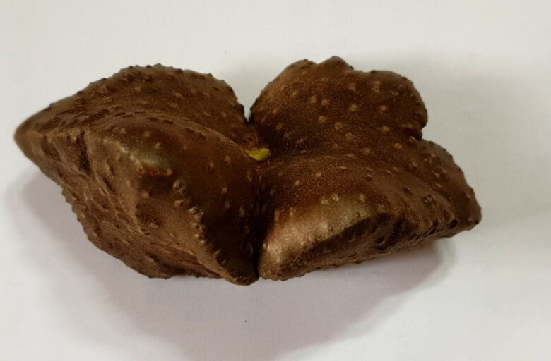 하늘마(열매마) 효능 6가지 및 부작용과 먹는 법 하늘마 보관법