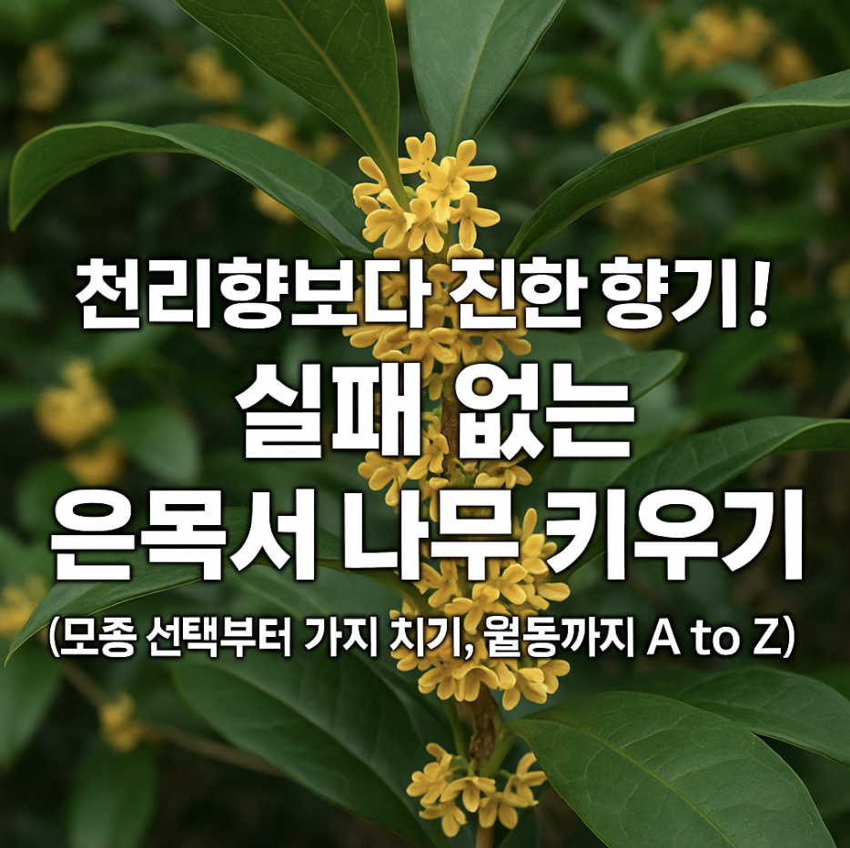 천리향보다 진한 향기! 실패 없는 은목서 나무 키우기 (모종 선택부터 가지_치기, 월동까지 A to Z)