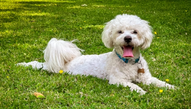 삼성화재 다이렉트 펫보험 펫 실비보험