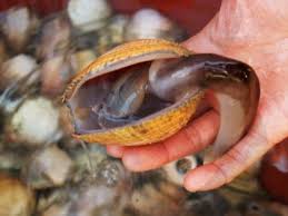 홍성남당항 새조개축제 기본일정과 프로그램 및 초대가수 소개(박서진,임선택, 전미경 출연)