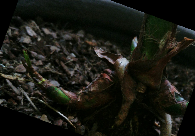 실내 공기정화식물 순위