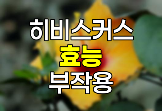 히비스커스의 효능과 부작용 상세 분석