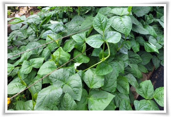 텃밭 "5월, 동부콩 심으세요!" 텃밭의 숨은 보석 알고보면 매력 덩어리!