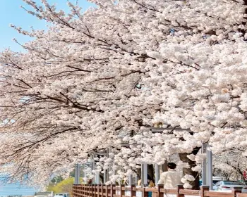 대청호 벚꽃축제_26