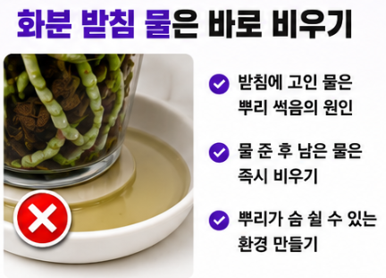 화분 받침 물은 바로 비우기