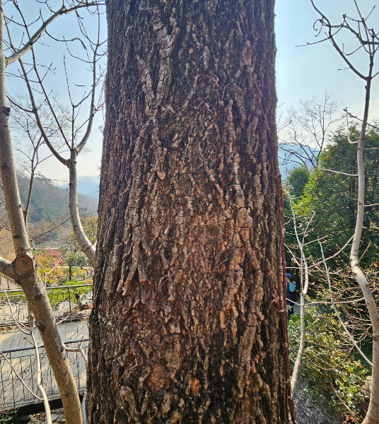 물푸레나무 수피