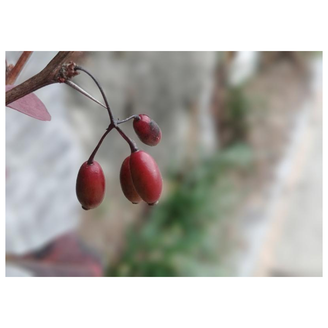 구기자와 관련된 사진입니다.